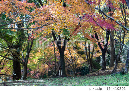 秋の頃の紅葉が美し菊池神社の風景 134410291