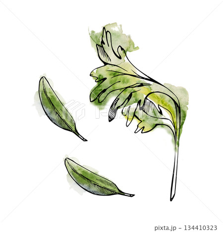 Celery parsley coriander cilantro and olive sage leaves, isolated hand drawn in watercolor and ink. Garnish illustration for healthy lifestyle blogs, organic food branding, vegan salad recipe cards Celery parsley coriander cilantro and olive sage leaves, isolated hand drawn in watercolor and ink. Garnish illustration for healthy lifestyle blogs, organic food branding, vegan salad recipe cards 134410323