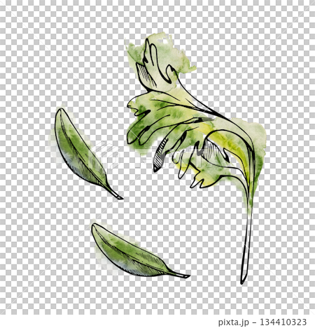 Celery parsley coriander cilantro and olive sage leaves, isolated hand drawn in watercolor and ink. Garnish illustration for healthy lifestyle blogs, organic food branding, vegan salad recipe cards Celery parsley coriander cilantro and olive sage leaves, isolated hand drawn in watercolor and ink. Garnish illustration for healthy lifestyle blogs, organic food branding, vegan salad recipe cards 134410323