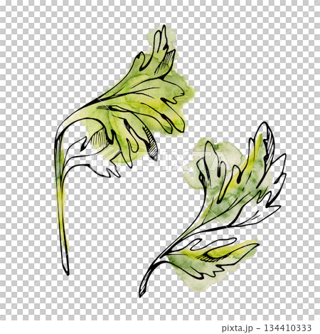 Fresh green celery leaves with fine ink veins and loose watercolor wash. Garnish hand drawn illustration for cocktail menus, kitchen decor, organic food branding, vegan recipe, garden design prints. 134410333