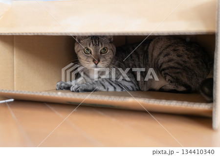 段ボール箱に入っている可愛い猫　サバトラ猫 134410340