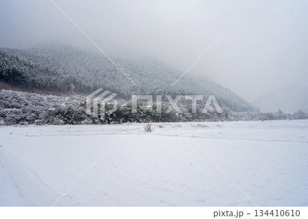 雪国  白銀の世界 《岐阜県 下呂市 馬瀬エリア》 134410610