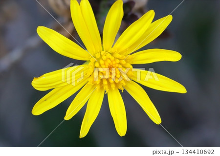 秋の庭に咲く黄色いユリオプスデージーの花 秋の庭に咲く黄色いユリオプスデージーの花 134410692
