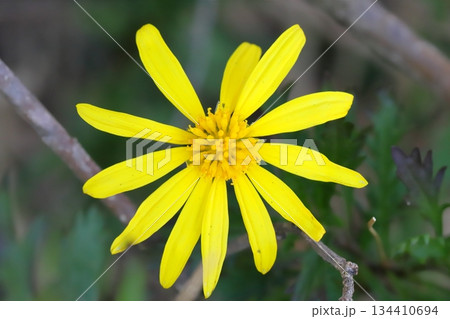 秋の庭に咲く黄色いユリオプスデージーの花 秋の庭に咲く黄色いユリオプスデージーの花 134410694