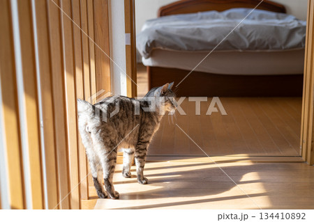 家の中を歩く猫 サバトラ猫 家の中を歩く猫 サバトラ猫 134410892