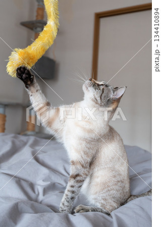 おもちゃで遊ぶ猫 134410894