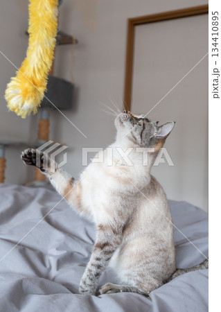 おもちゃで遊ぶ猫 おもちゃで遊ぶ猫 134410895