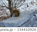Winter squirrel feeding on park stone 134410926