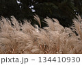 Golden dry grass in autumn breeze 134410930