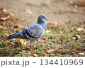 ドバト ドバト 134410969