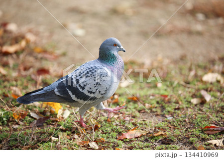 ドバト ドバト 134410969