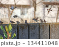 雀が飛び立つ 雀が飛び立つ 134411048
