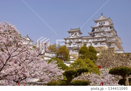 満開の桜につつまれる姫路城 134411095