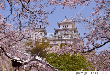満開の桜につつまれる姫路城 134411098