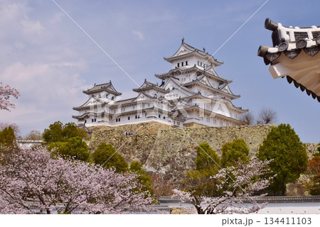 満開の桜につつまれる姫路城 満開の桜につつまれる姫路城 134411103