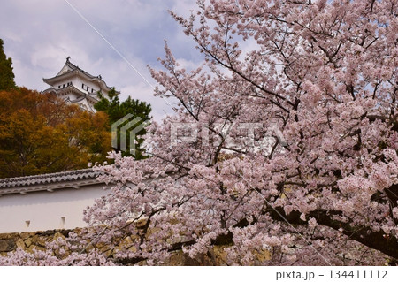 満開の桜につつまれる姫路城 134411112