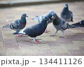 鳩が餌を取り合う 鳩が餌を取り合う 134411126