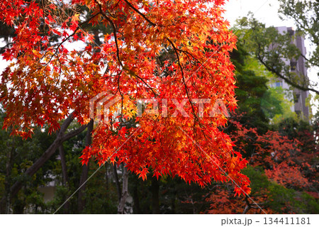 広島・縮景園 広島・縮景園 134411181