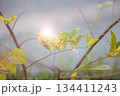 冬の陽光 冬の陽光 134411243