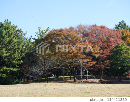 紅葉した樹木と広場|辰巳の森緑道公園 紅葉した樹木と広場|辰巳の森緑道公園 134411280