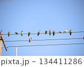 鳩の止まり場 鳩の止まり場 134411286
