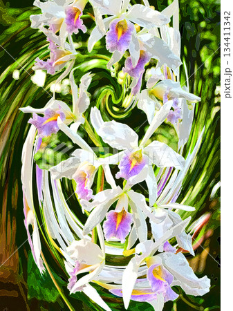 ランの花咲く癒しの窓辺 ランの花咲く癒しの窓辺 134411342