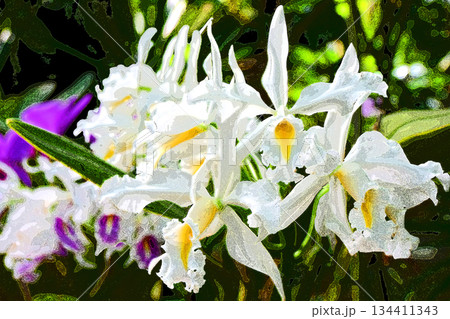 ランの花咲く癒しの窓辺 134411343