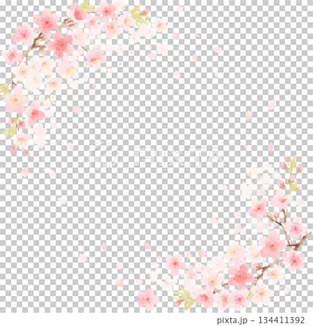 每年都能看到盛開的櫻花，百看不厭。 134411392