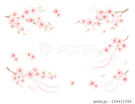 毎年見ても飽きの来ない満開の桜 134411393