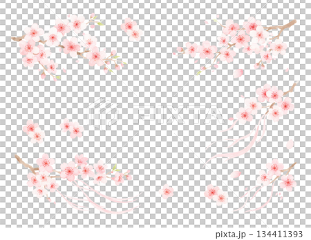 毎年見ても飽きの来ない満開の桜 134411393
