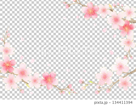 毎年見ても飽きの来ない満開の桜 134411394