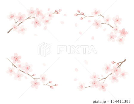 毎年見ても飽きの来ない満開の桜 134411395
