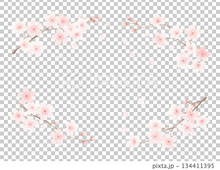 毎年見ても飽きの来ない満開の桜 134411395