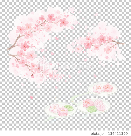 Cherry blossoms in full bloom that you never tire of seeing every year 134411399