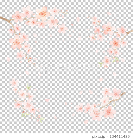 Cherry blossoms in full bloom that you never tire of seeing every year 134411489