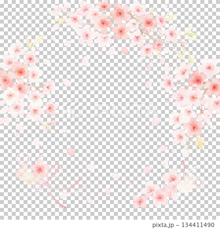 Cherry blossoms in full bloom that you never tire of seeing every year 134411490