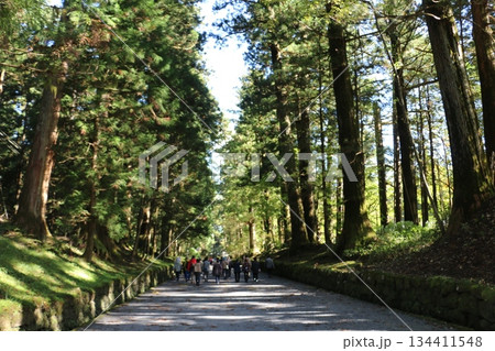 日光東照宮と二荒山神社を結ぶ杉並木の参道 134411548