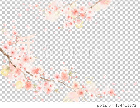 每年都能看到盛開的櫻花，百看不厭。 134411572