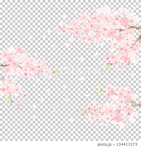 Cherry blossoms in full bloom that you never tire of seeing every year 134411573