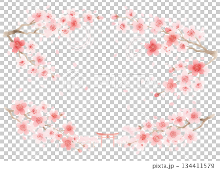 毎年見ても飽きの来ない満開の桜 134411579