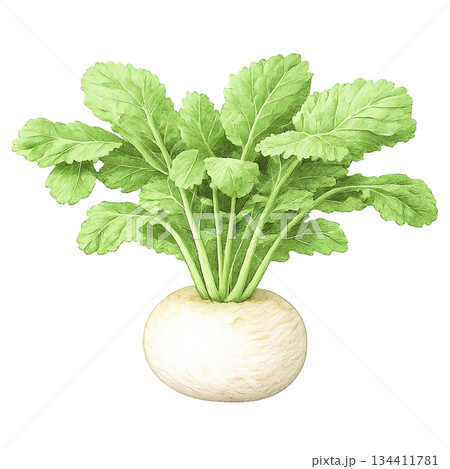 栽培かぶ（すずな）の葉付き根菜・背景透過 134411781