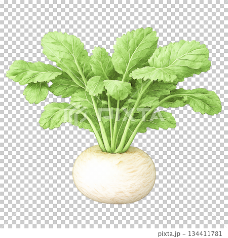栽培かぶ（すずな）の葉付き根菜・背景透過 134411781