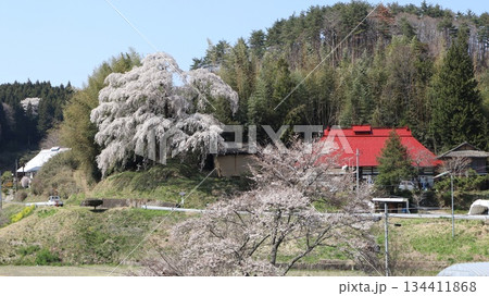 春の山里に咲く桜 火打石のしだれ桜 春の山里に咲く桜 火打石のしだれ桜 134411868