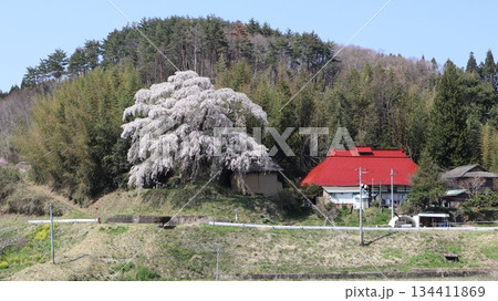 春の山里に咲く桜 火打石のしだれ桜 春の山里に咲く桜 火打石のしだれ桜 134411869