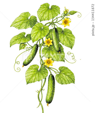 栽培されたきゅうりの背景透過イラスト 134411872