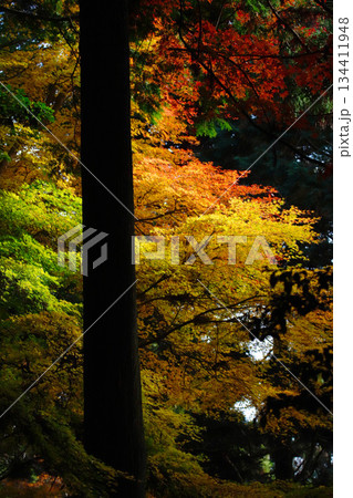 兵庫県加東市・播州清水寺の紅葉 兵庫県加東市・播州清水寺の紅葉 134411948