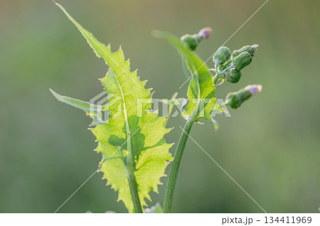 A close-up of a fresh green plant with young buds and textured leaves against a soft, blurred background. Macro photography of rapstenia. Sow thistle close-up. A close-up of a fresh green plant with young buds and textured leaves against a soft, blurred background. Macro photography of rapstenia. Sow thistle close-up. 134411969