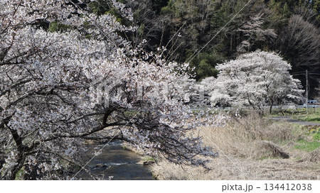 川沿いに咲く桜 古殿町 川沿いに咲く桜 古殿町 134412038