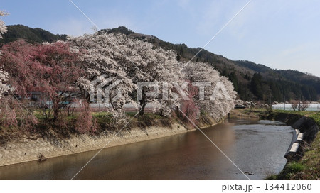 川沿いに咲く桜 古殿町 川沿いに咲く桜 古殿町 134412060