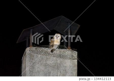 Majestic Barn Owl Perched on a Chimney at Night 134412113